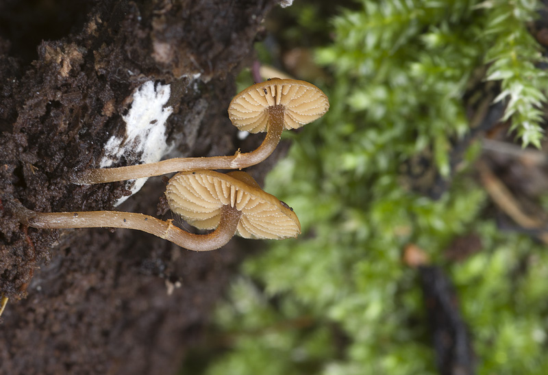 Galerina triscopa